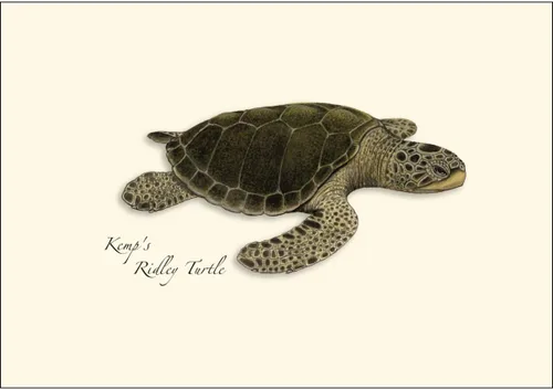 Vista 3 de Earth Sky + Water - Juego de tarjetas de notas surtidas de tortugas marinas - 8 tarjetas en blanco con sobres (2 de cada uno de 4 estilos)
