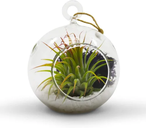 Vista 4 de WGV Globo de terrario colgante, ancho 3 pulgadas, altura 4 pulgadas, maceta de aire para suculentas, florero de vidrio transparente con parte