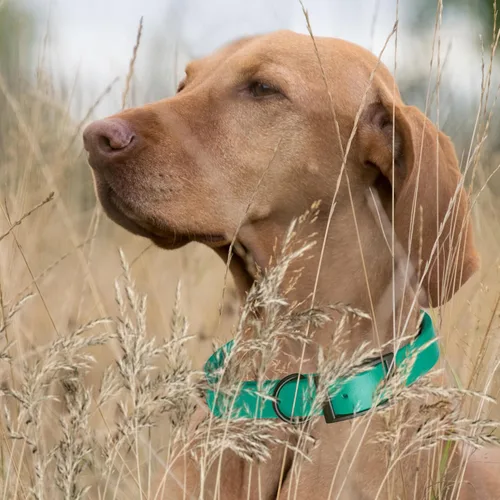 Vista 195 de Dogline Biothane - Collar impermeable para perro con hebilla de liberación rápida, resistente cincha de nailon recubierta con resistente y a prueba
