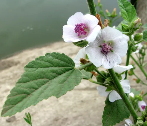 Vista 2 de Semillas Malvavisco Althaea officinalis No GMO Heirloom