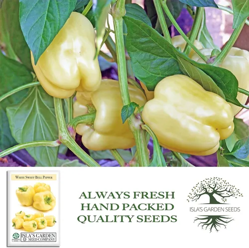 Vista 4 de Semillas de pimiento blanco dulce (Capsicum annuum) – Más de 20 semillas tradicionales sin OMG de Isla's Garden Seeds, sabor dulce suave, pimientos
