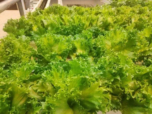 Vista 4 de Semillas de interior lechuga verde herencia vegetal para plantar semillas sin OMG 1000