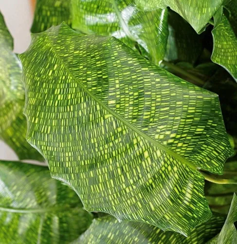 Vista 3 de Planta de oración de mosaico raro - Red Calathea - Calathea mosaicca - Maceta de 4