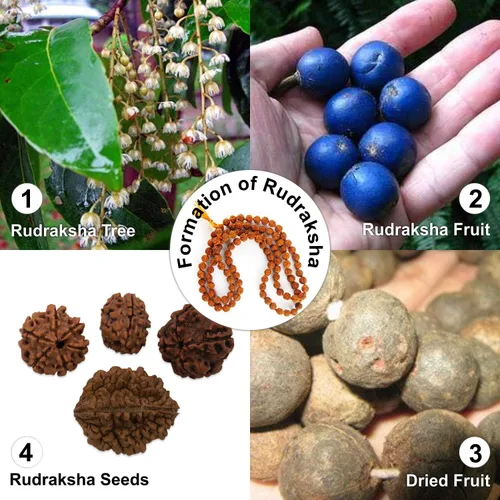 Vista 6 de Wonder Care Auténtica Rudraksha Mala Pulsera auténtica de Rudraksha del Himalaya de 5 caras Cuentas de Rudraksha Pulseras de cuentas para hombres
