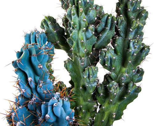 Vista 4 de Cactus Outlet - Curiosity - Plantas de cactus vivas, plantas vivas para uso en interiores y exteriores, cactus vivos, 12 a 18 pulgadas, cactus vivos