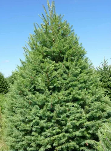 Vista 2 de Abies Balsamea - Semillas de abeto para plantar al aire libre/50 semillas en maceta