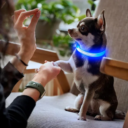 Vista 6 de YFbrite Collar LED para perro XS, ligero collar para gato, cómodo collar de cachorro iluminado, recargable por USB, luz de seguridad ajustable