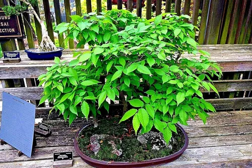 Vista 2 de 10 semillas de olmo de corteza gris japonesa Zelkova Serrata Bonsai Semillas de planta