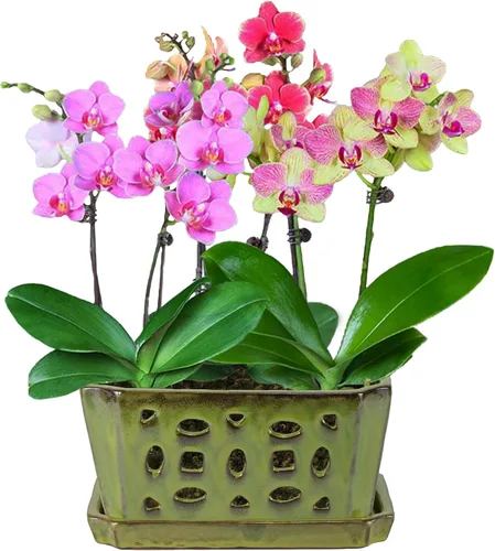 Vista 7 de W&W Maceta de orquídeas con agujeros y platillo para trasplantar, amarillo verde, 9.7 pulgadas