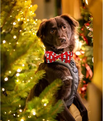 Vista 3 de Lionheart glory Collar de Navidad para perro, collar de lazo rojo para perro, collar de pingüino, ajustable, suave y cómodo, para perros pequeños