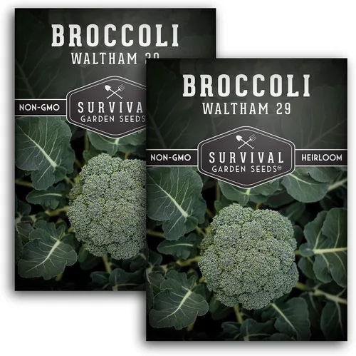 Vista 10 de Waltham - 29 semillas de brócoli para plantar, brócoli de reliquia resistente al frío, cultivo de temporada fría de alto rendimiento para huertos