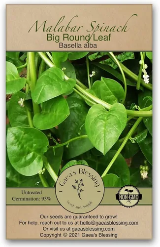 Vista 10 de Gaea's Blessing Semillas – Semillas de espinaca malabar roja – Semillas sin OGM con instrucciones de siembra fáciles de seguir – Malabar de tallo