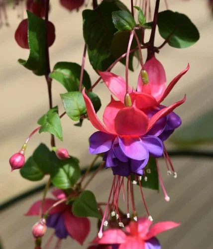 Vista 5 de 100 piezas de semillas de flores fucsias perennes para el hogar, bonsái