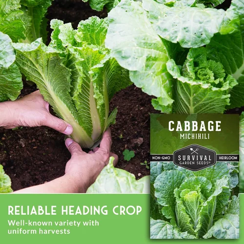 Vista 4 de Survival Garden Seeds - Semilla de col Michihili Napa/Nappa para plantar - Paquete con instrucciones para plantar y cultivar verduras Brassica