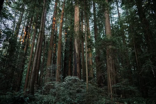 Vista 6 de Coast Redwood Plántula de árboles pequeños The Jonsteen Company