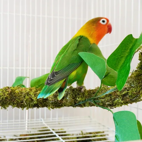 Vista 3 de Perchas para pájaros flexibles de 25 pulgadas, juguetes para pájaros, accesorios ideales para jaula de pájaros