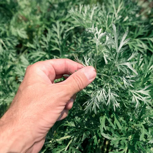 Vista 7 de Outsidepride Semillas de ajenjo - 5000 piezas. Perenne, fácil de cultivar y tolerantes a la sequía, semillas de hierbas para plantar aromáticas