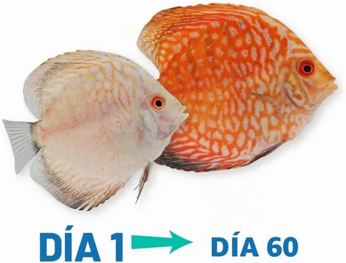 Vista 6 de Hikari HK22206 1.23 oz Vibra Bites - Alimento tropical para peces