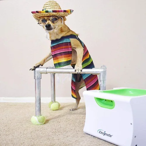 Vista 2 de Pequeño lanzador de bolas interactivo con recargable, lanzador automático de bolas para perros pequeños (máquina pequeña con 3 bolas)