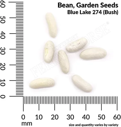 Vista 4 de Ferry-Morse Edición Online Bean Blue Lake Bush 274 Semillas Orgánicas Multipack – Paquete de 8