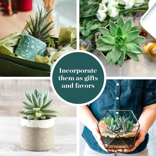 Vista 5 de Shop Succulents Colección de plantas suculentas azules y verdes, mini plantas suculentas vivas, bajo mantenimiento, mezcla de texturas, recuerdos