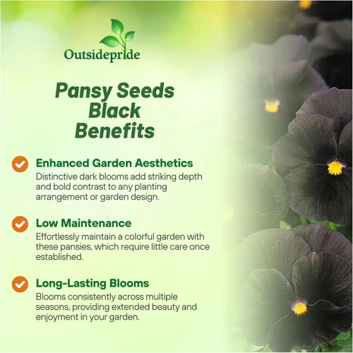 Vista 3 de Outsidepride Semillas de Viola Negra Pensamiento para Plantar - 1,000 Piezas. Plantas bianuales, trepadoras, resistentes al frío y amigables