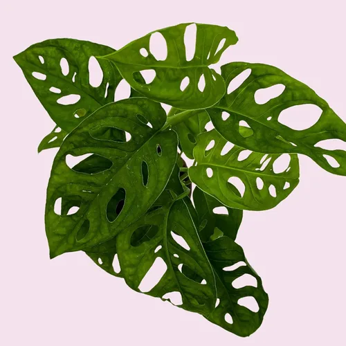 Vista 8 de BubbleBlooms Planta de queso suizo Monstera Adansonii, vive en una maceta de 4 pulgadas por BubbleBlooms
