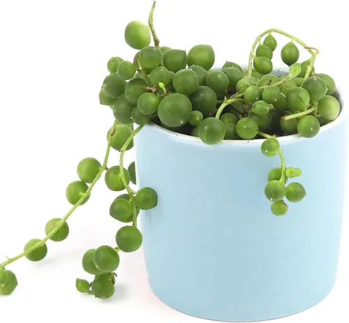 Vista 8 de String of Pearls Senecio Rowleyanus (maceta de plástico de 2 pulgadas) – La mejor planta de interior para decoración de hogar y oficina