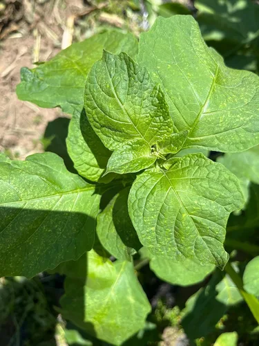 Vista 2 de Managu Kikuyu African Black Nightshade - Semillas prémium para plantar en paquete