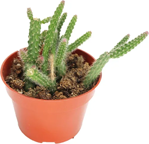 Vista 7 de Haworthia Zebra Succulent - 4" de California Tropicals