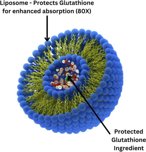 Vista 6 de Research Labs Suplemento de glutatión liposomal con Gluta-IV™, absorción mejorada 100x sobre glutatión en polvo. 2 Fer 1 anuncio, 120 cápsulas