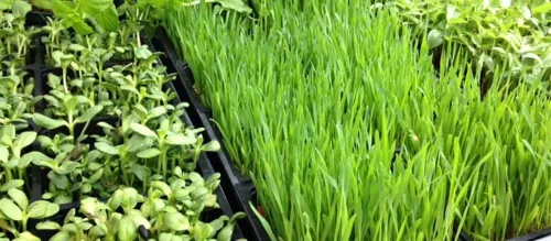 Vista 3 de Semillas enteras de cebada para hierba de cebada, microverde, semillas de germinación de jugo, bolsa resellable de 1 libra utilizada para malta
