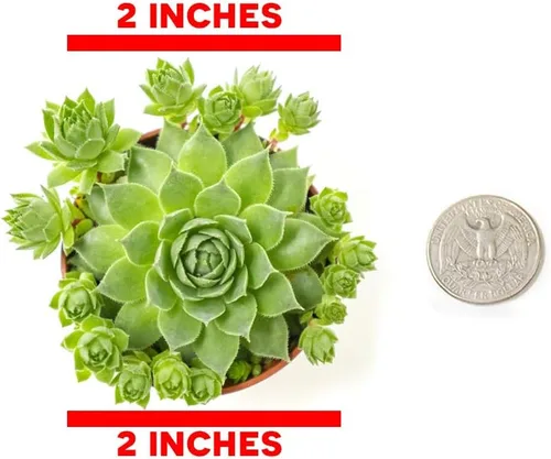Vista 2 de Sempervivum - Plantas suculentas vivas de interior (3PK), plantas de interior vivas Sempervivum, plantas de interior vivas, plantas