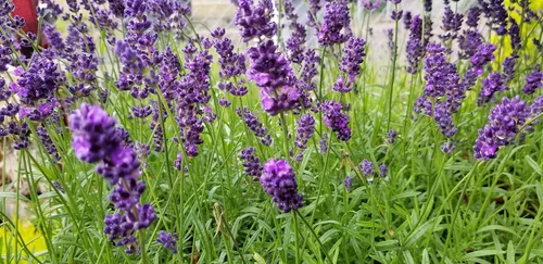 Vista 2 de L+ Lavanda Hidcote Azul Oscuro Flores (Maceta de 4 pulgadas, 2 Plantas)
