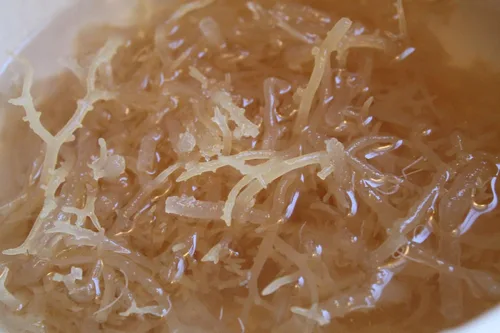 Vista 3 de Musgo marino natural (crudo) 2 oz - Musgo irlandés (CHONDRUS CRISPUS) NDQ