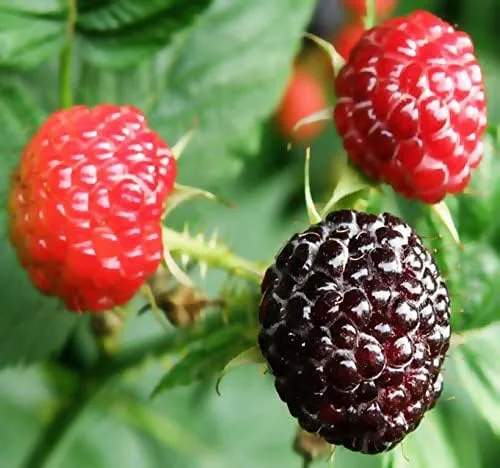 Vista 5 de MySeeds.Co - Paquete grande de semillas de supervivencia con flores de supervivencia, exóticas raras sin OMG y variedad reliquia, cantidad limitada