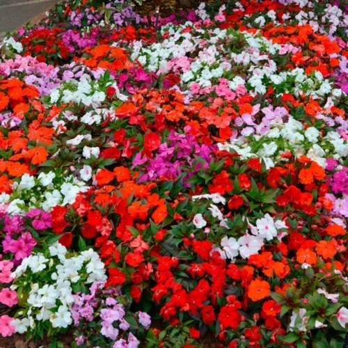 Vista 3 de Semillas de Impatiens Mixtas para Plantar - 500 Semillas de Balsamina Camellia Impatiens Semillas Anuales para Plantar