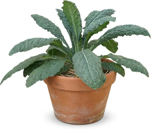 Vista 32 de 50 Hale's Best Cantaloupe Seeds for Planting - Sweet Aromatic Heirloom, Non-GMO, USA Grown by RDR Seeds