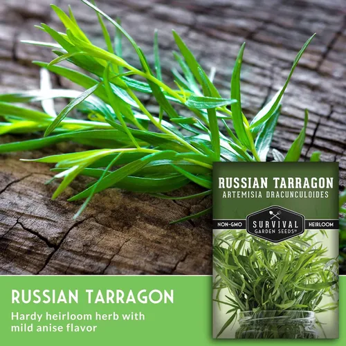 Vista 3 de Semillas de estragón ruso para plantar, hierba culinaria de reliquia, semillas perennes de polinización abierta sin OMG para cultivar, semillas