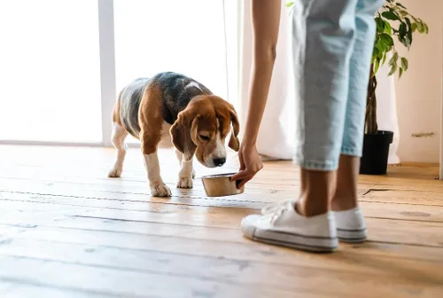 Vista 2 de Van Ness Pets Tazón pequeño y ligero de acero inoxidable para perros, plato de 16 OZ para comida y agua