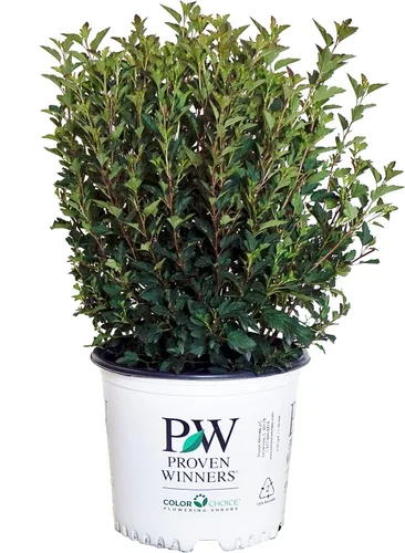 Vista 5 de Primeras ediciones - Physocarpus op. Little Devil (Ninebark) Arbusto, follaje burdeos, #3 - Contenedor