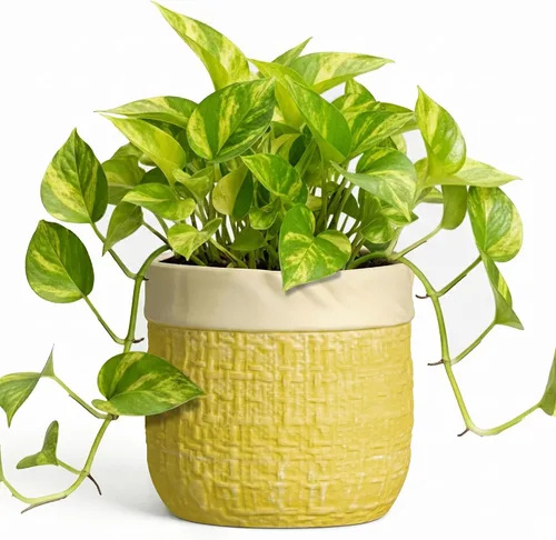Vista 33 de Macetas de cerámica para plantas, maceta de 6 pulgadas para plantas suculentas de interior, macetas redondas con orificio de drenaje, macetas Azul