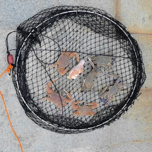 Vista 5 de Drasry Crab Ring Trap Two Ring Crab Kit with Harness and Bait Clip Fishing Crabbing Net for Board Kayak Dock and Pier Net