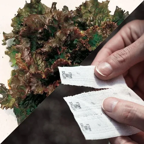 Vista 5 de Park Seed Sembrar Effortless Collection Cinta de semillas – col rizada mágica negra, 15 pies – fácil de plantar tú mismo, col rizada gourmet