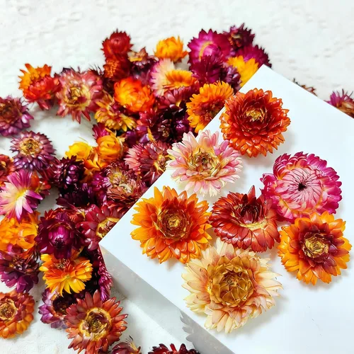 Vista 5 de 100 cabezas de margaritas secas naturales, suministros florales secos multicolores