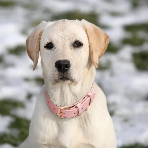 Vista 2 de WHIPPY Collar de cuero para perro pequeño, mediano y grande, ajustable, suave, transpirable, acolchado, de cuero con hebilla de aleación, resistente