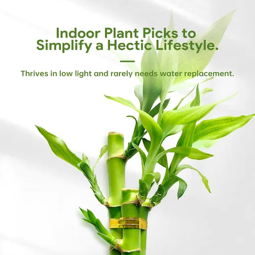 Vista 4 de 3 tallos de plantas de bambú de la suerte en interior con vida - Set de múltiples alturas (2x4 & 1x6) para buena suerte y prosperidad - Planta