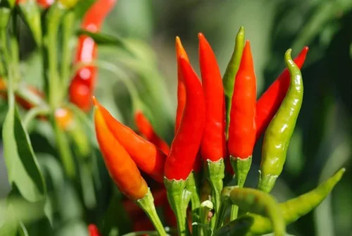 Vista 4 de Semillas de pimiento exótico para plantar - (pimienta de 5 colores)