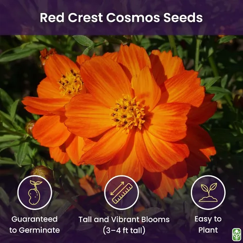 Vista 2 de Red Crest Cosmos - Larga temporada de floración