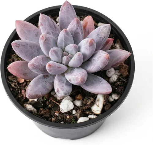 Vista 3 de Plantas suculentas vivas de 2 pulgadas, cactus con cono de pino, mini suculentas en maceta, planta de interior de fácil cuidado, regalos únicos